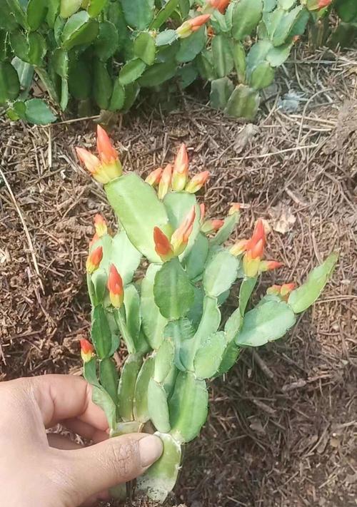 蟹爪兰种子种植的步骤和技巧？