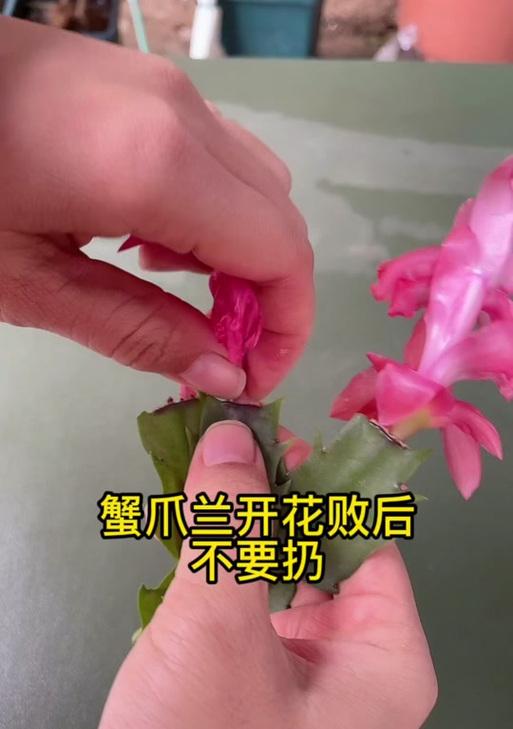 蟹爪兰种子种植的步骤和技巧？