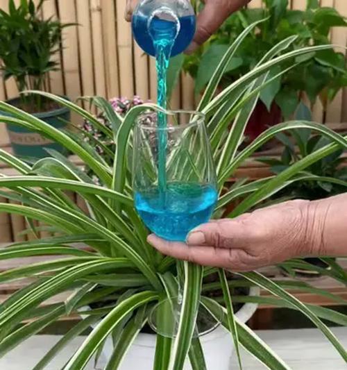 花卉营养液怎么用？使用方法和注意事项是什么？