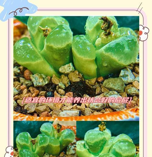 生花石繁殖的正确步骤是什么？