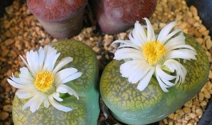 生花石繁殖的正确步骤是什么？