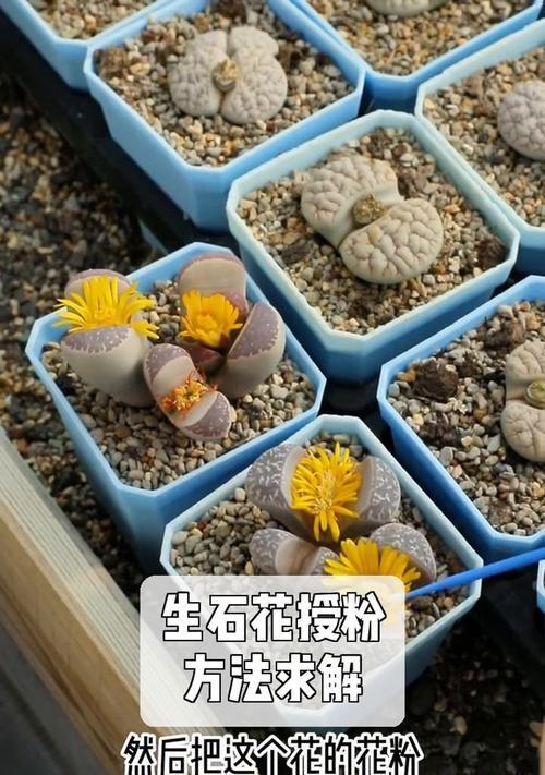 生花石繁殖的正确步骤是什么？