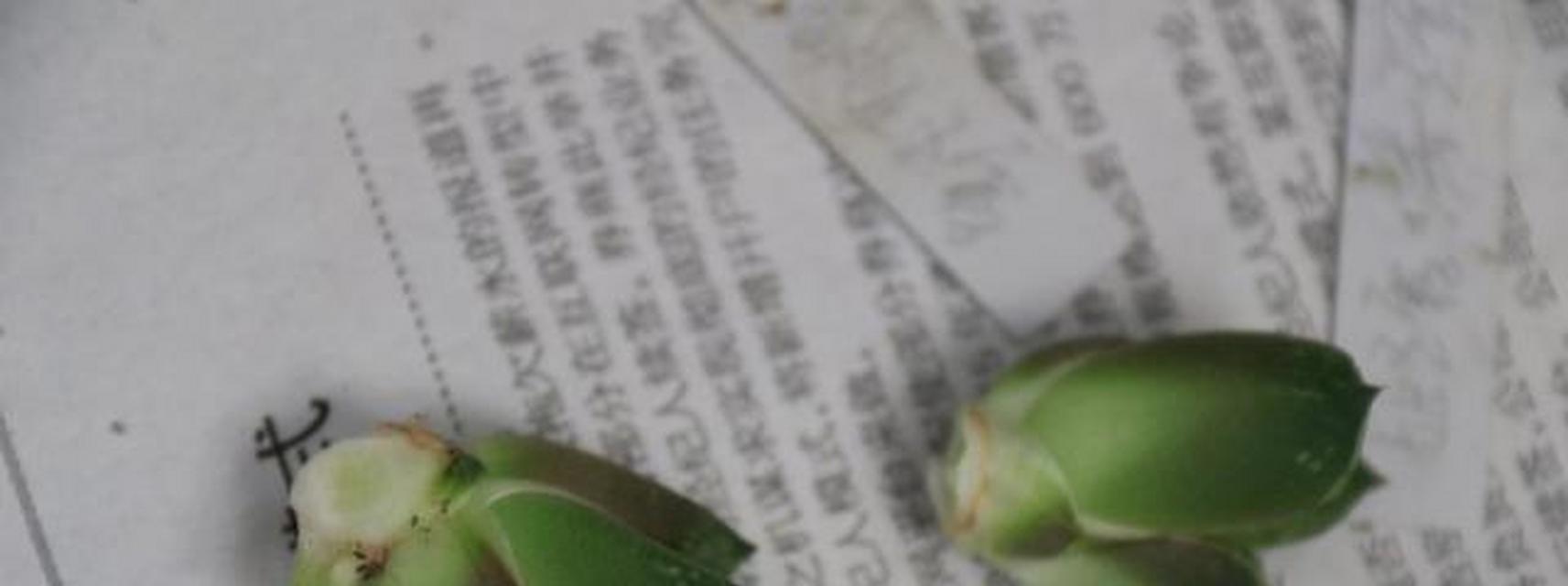 十二卷繁殖的简易步骤是什么？