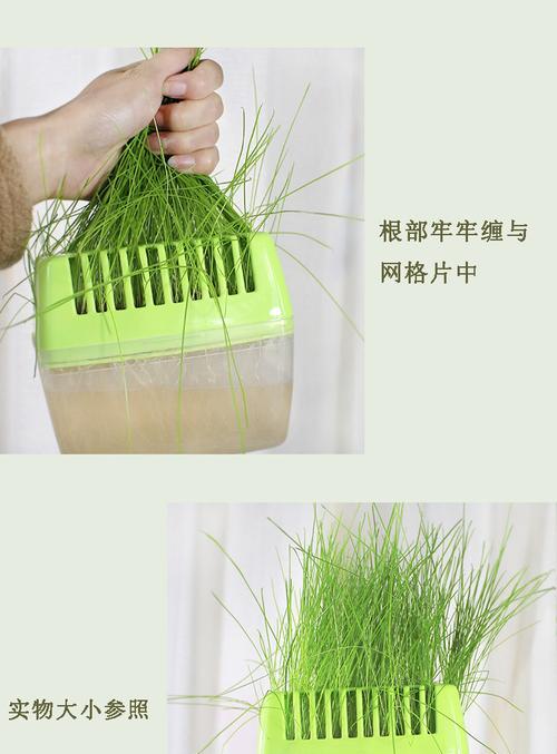 麦草的养殖方法和常见问题是什么？