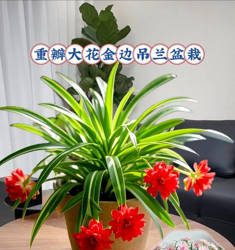 吊兰品种中哪个最吸引人？吊兰品种美观度对比？