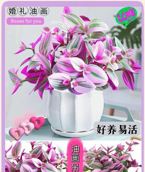 吊兰品种中哪个最吸引人？吊兰品种美观度对比？