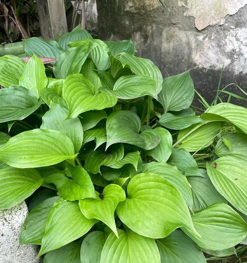 玉簪花的花语含义是什么？