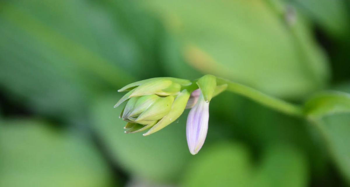 玉簪花的花语含义是什么？