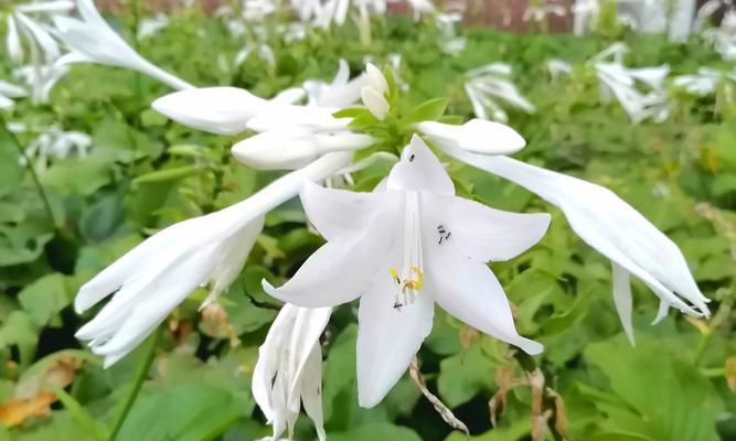 玉簪花的花语含义是什么？
