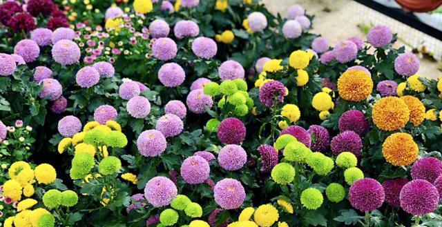 菊花是什么类型的花？菊花的种类和文化意义是什么？