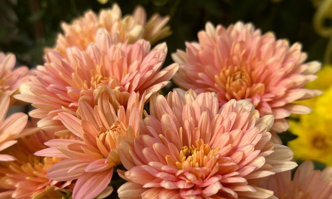 菊花是什么类型的花？菊花的种类和文化意义是什么？