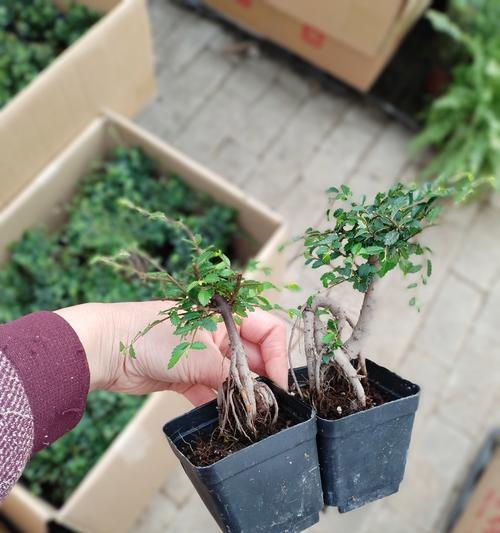 榆木根处理的最佳方法是什么？
