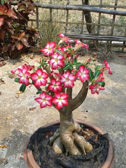玫瑰花的养殖技巧有哪些？