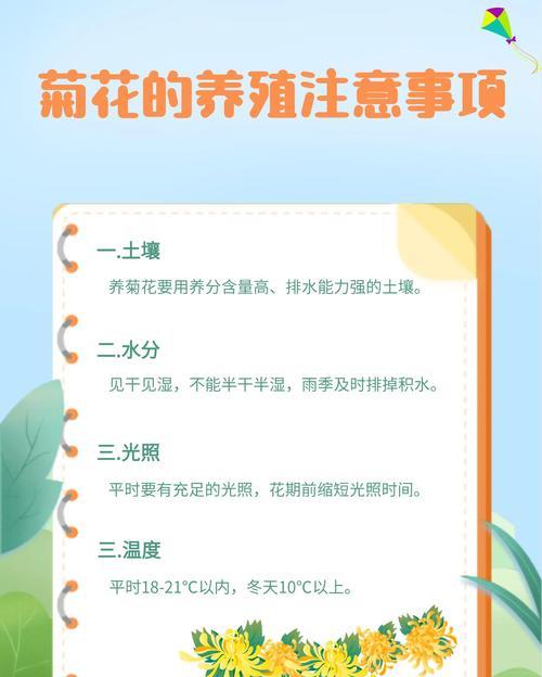 菊花苗移栽的最佳时间是什么时候？