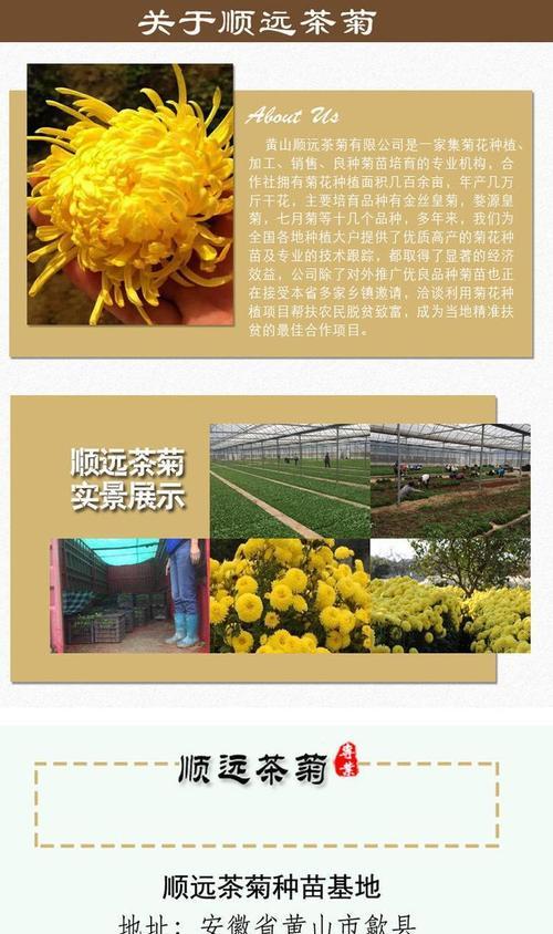 菊花苗移栽的最佳时间是什么时候？