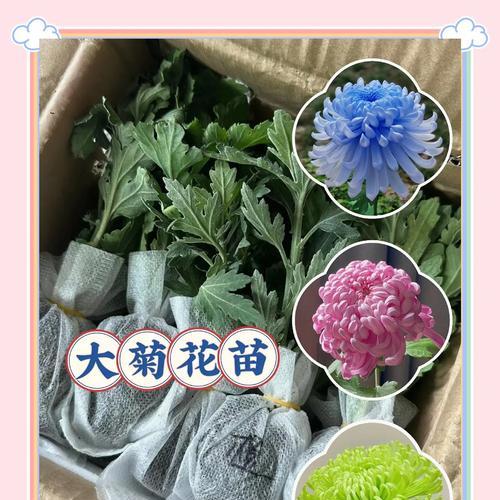 菊花苗移栽的最佳时间是什么时候？