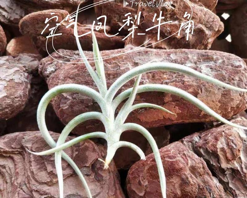 空气凤梨常见的品种有哪些？空气凤梨的养护和管理方法是什么？