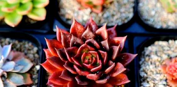 黑王子植物徒长问题如何处理？