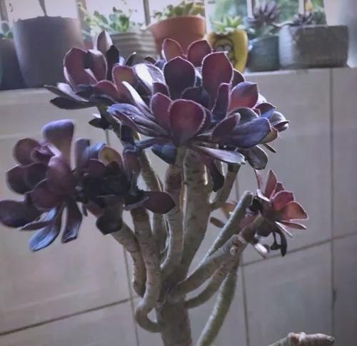黑王子植物徒长问题如何处理？