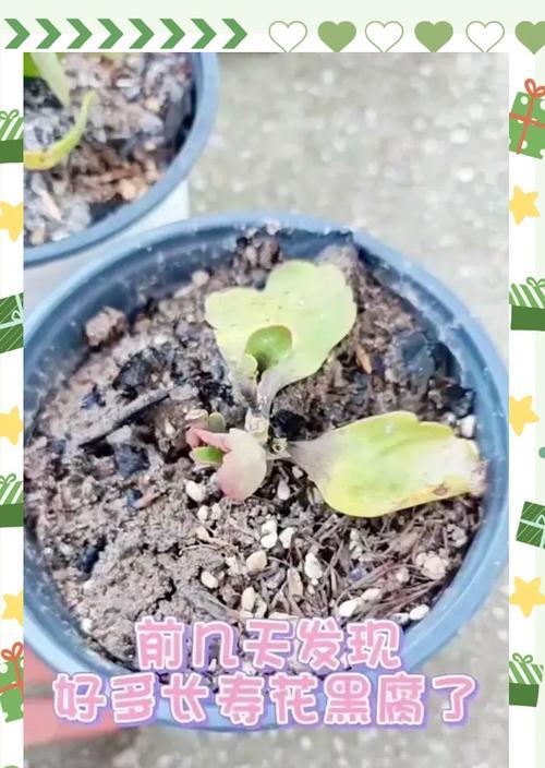 黑王子植物徒长问题如何处理？