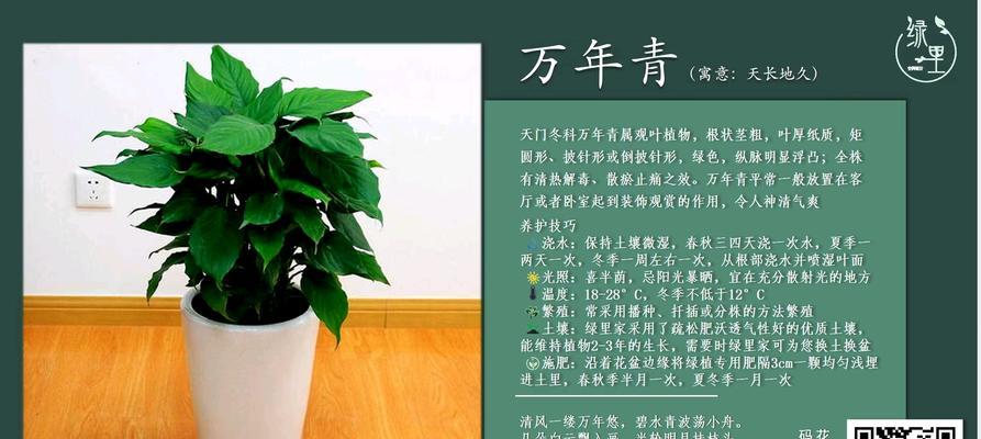 万年青繁殖的正确方式是什么？