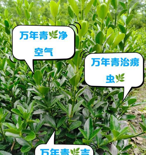 万年青繁殖的正确方式是什么？