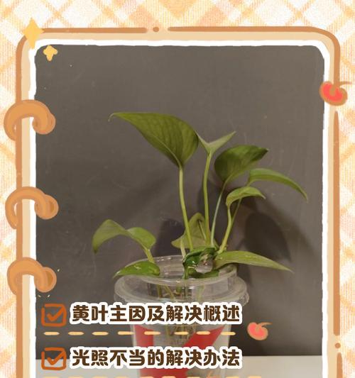 绿萝叶子发黄的原因及解决方法是什么？