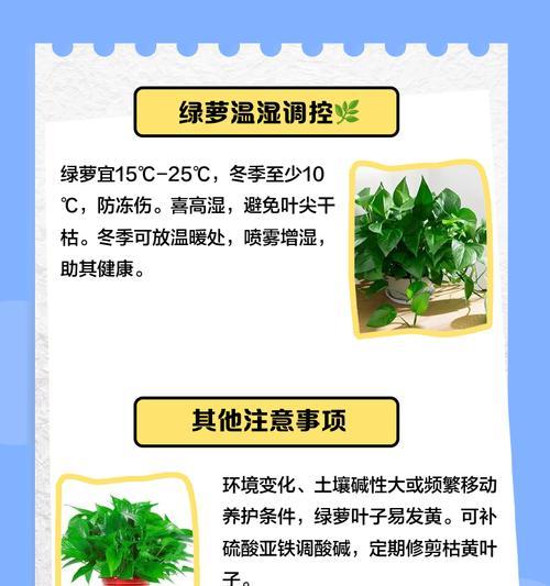 绿萝叶子发黄的原因及解决方法是什么？
