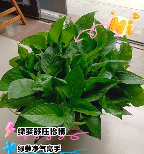 绿箩品种有多少？如何挑选适合的绿箩品种？