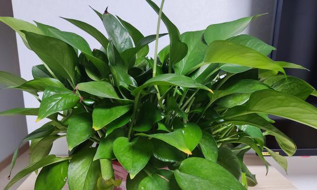 绿箩品种有多少？如何挑选适合的绿箩品种？