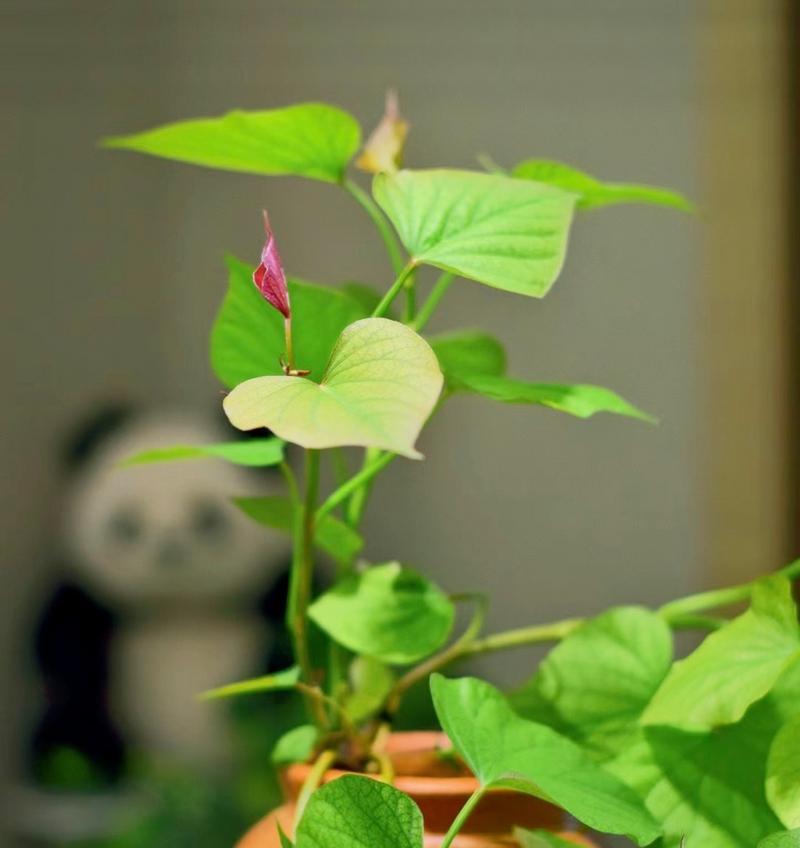 绿箩品种有多少？如何挑选适合的绿箩品种？