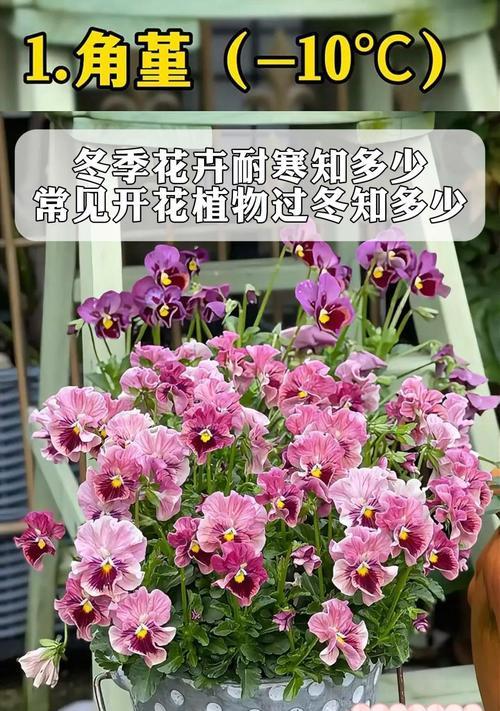 冬季花卉如何安全过冬？