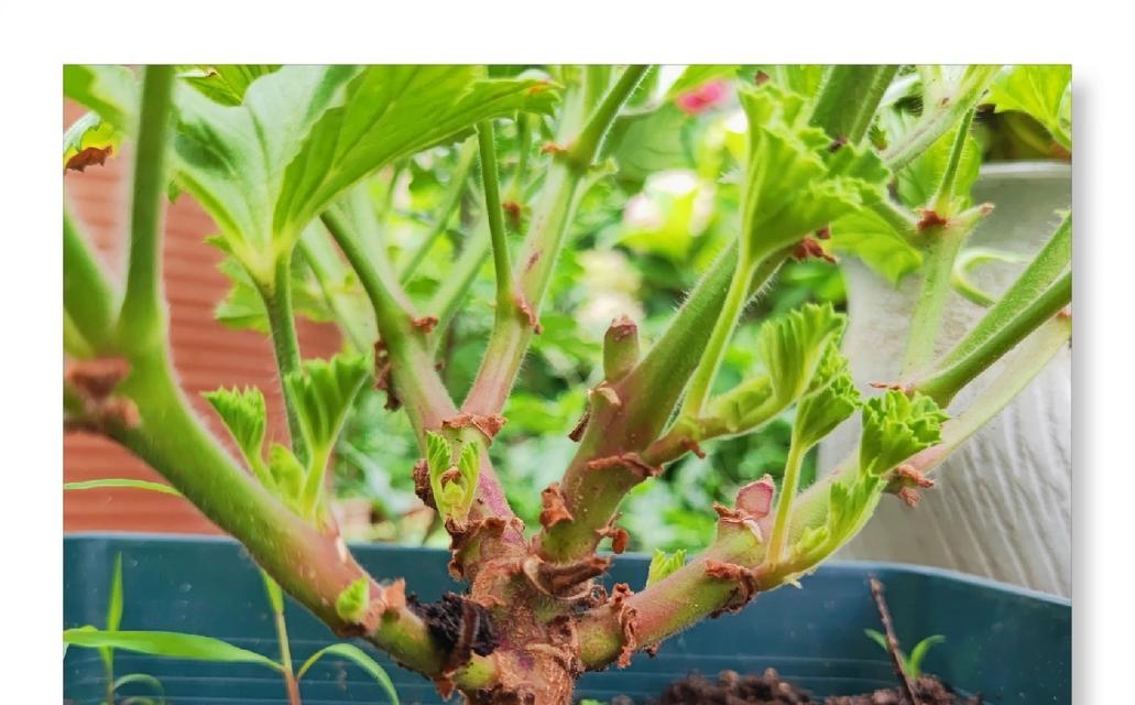 天竺葵蔫了怎么办？如何使其恢复活力？