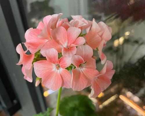 天竺葵蔫了怎么办？如何使其恢复活力？