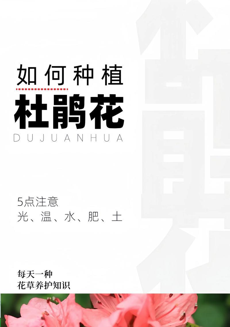 家庭花卉有哪些品种？如何进行日常养护？