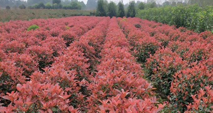 红叶石楠的种植和养护要点是什么？