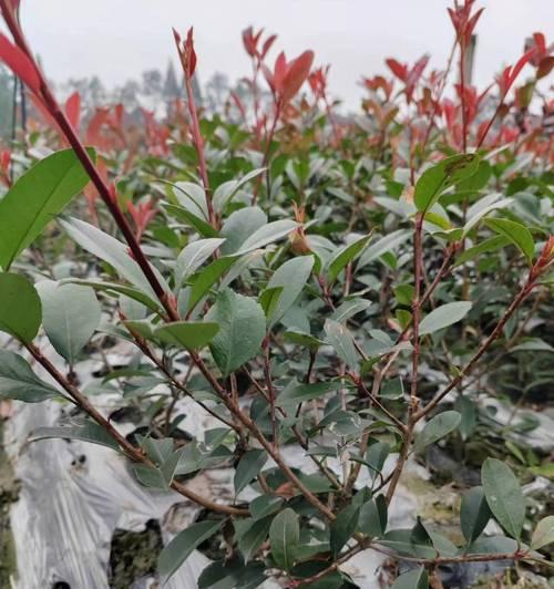 红叶石楠的种植和养护要点是什么？