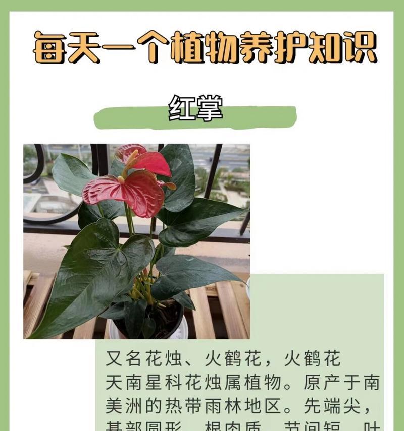 红掌新品种有哪些特点？如何选择和养护红掌新品种？