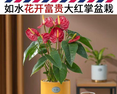 红掌新品种有哪些特点？如何选择和养护红掌新品种？