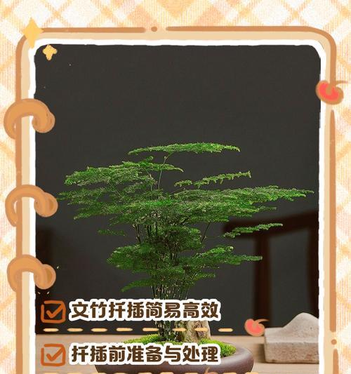文竹的养护和繁殖方法是什么？