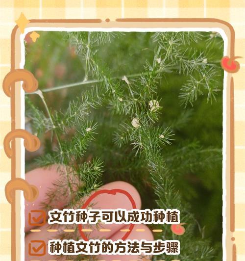 文竹的养护和繁殖方法是什么？