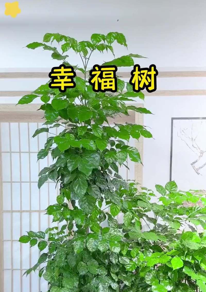 幸福树的养殖技巧有哪些？如何保持叶片翠绿？