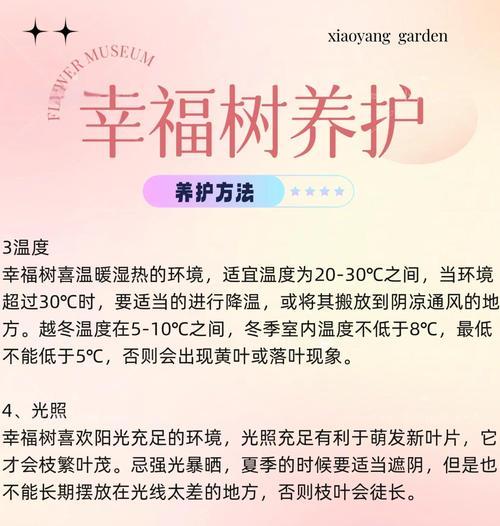 幸福树的养殖技巧有哪些？如何保持叶片翠绿？