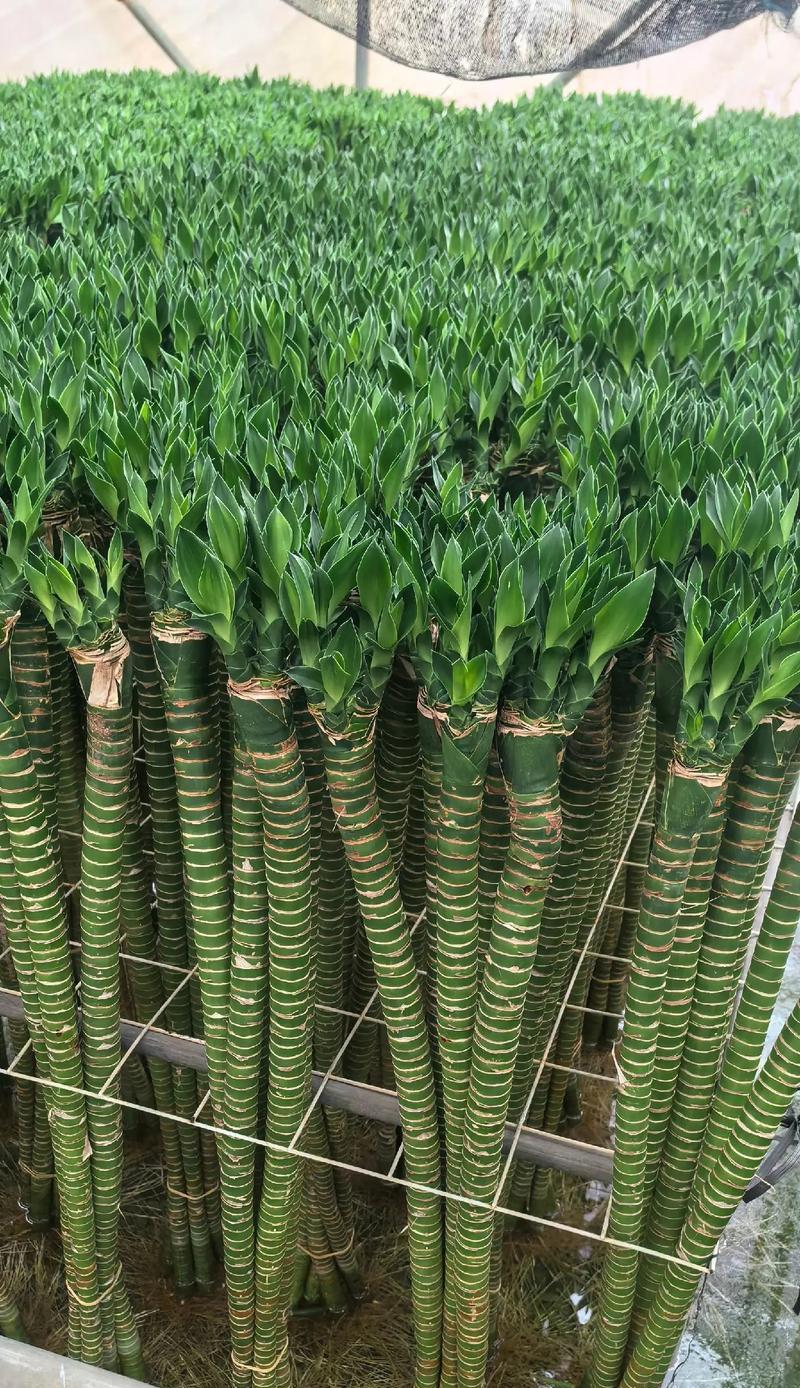 花卉竹子有哪些品种大全？花卉竹子品种大全的选择技巧是什么？