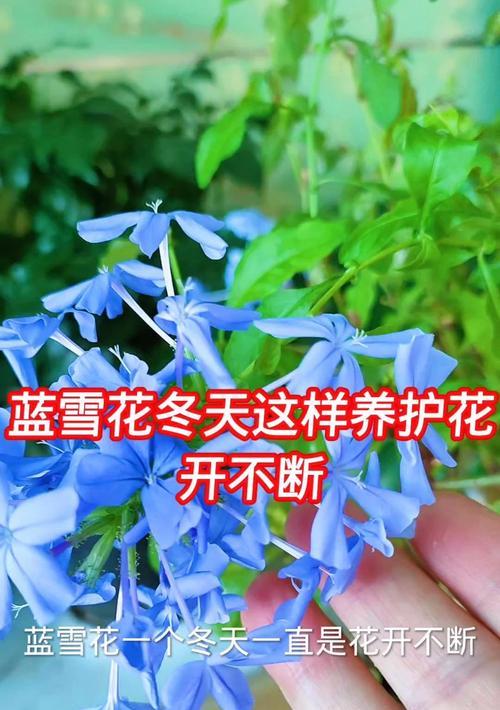蓝雪花什么时候开花？如何正确养护？