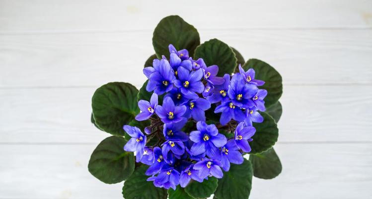 蓝雪花什么时候开花？如何正确养护？