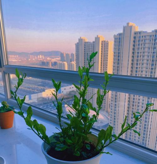 蓝雪花什么时候开花？如何正确养护？