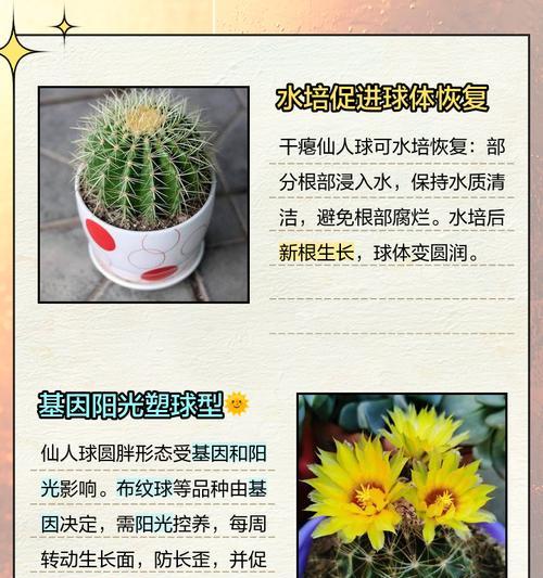 仙人球怎么繁殖小球？仙人球小球的繁殖方法是什么？