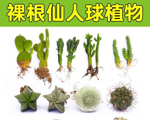 仙人球怎么繁殖小球？仙人球小球的繁殖方法是什么？