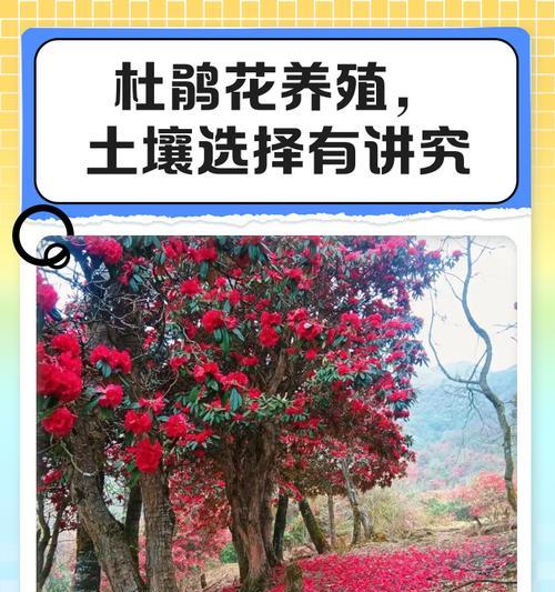 杜鹃花生长需要什么样的土壤？